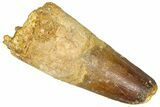 Fossil Spinosaurus Tooth - Feeding Worn Tip #365623-1